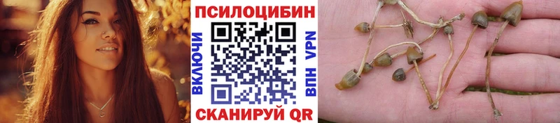 Галлюциногенные грибы Psilocybine cubensis  где можно купить   Белозерск 
